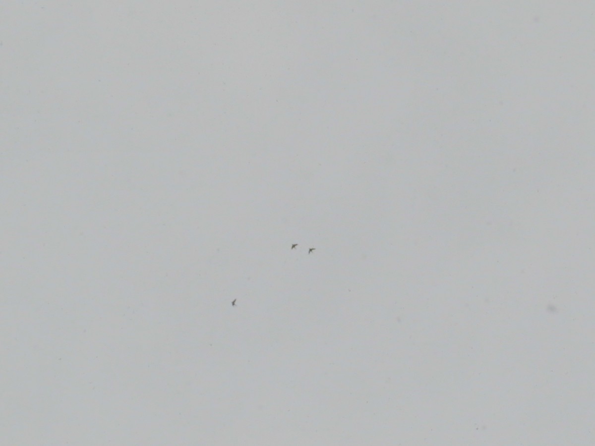 duck sp. - ML646584135