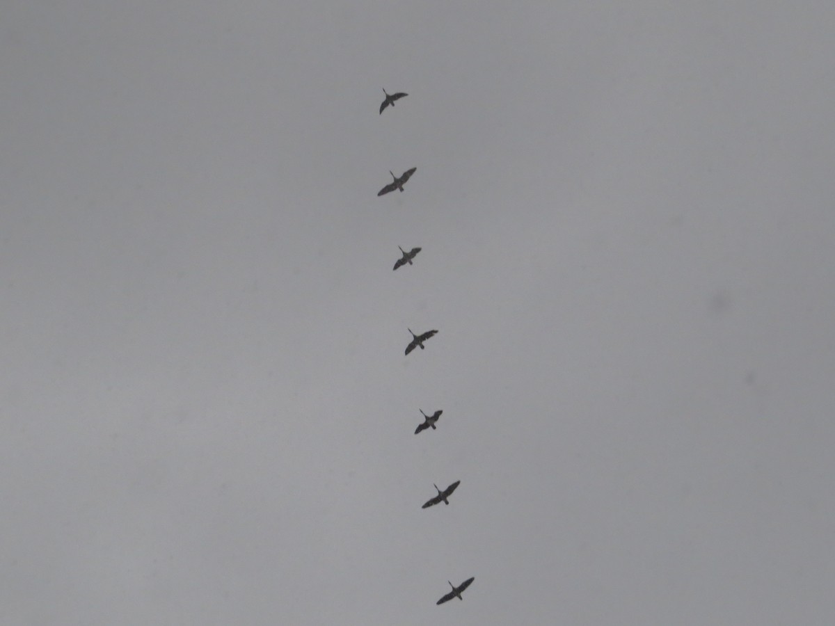 Canada Goose - ML646584139