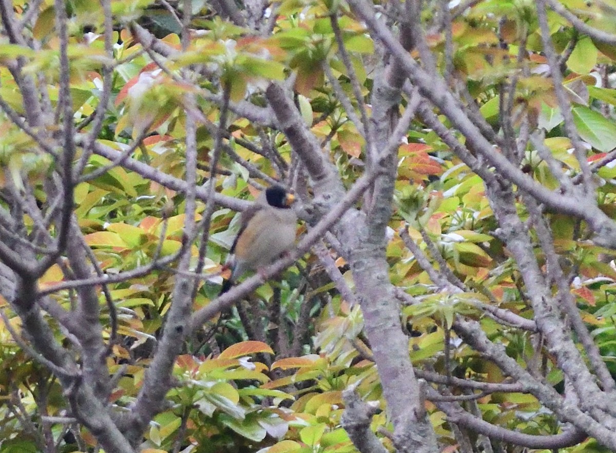 Yellow-billed Grosbeak - ML646584140