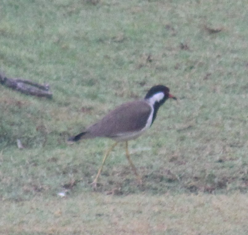 lapwing sp. - ML646584142