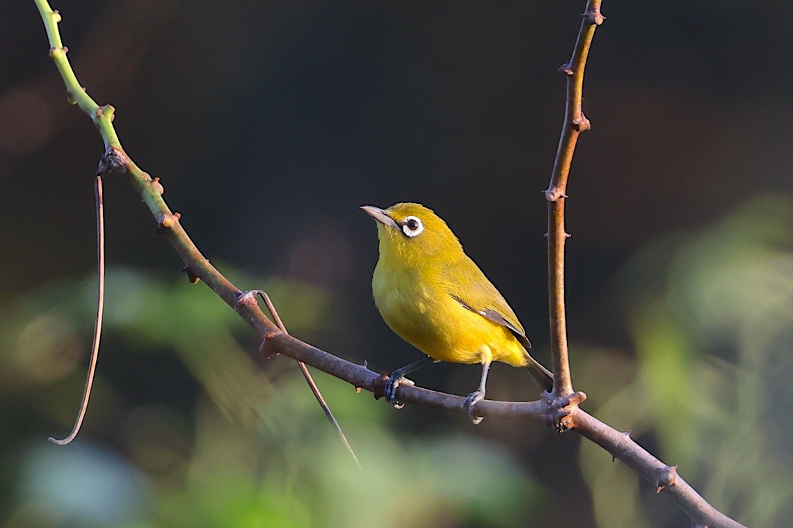 Lemon-bellied White-eye - ML646584143