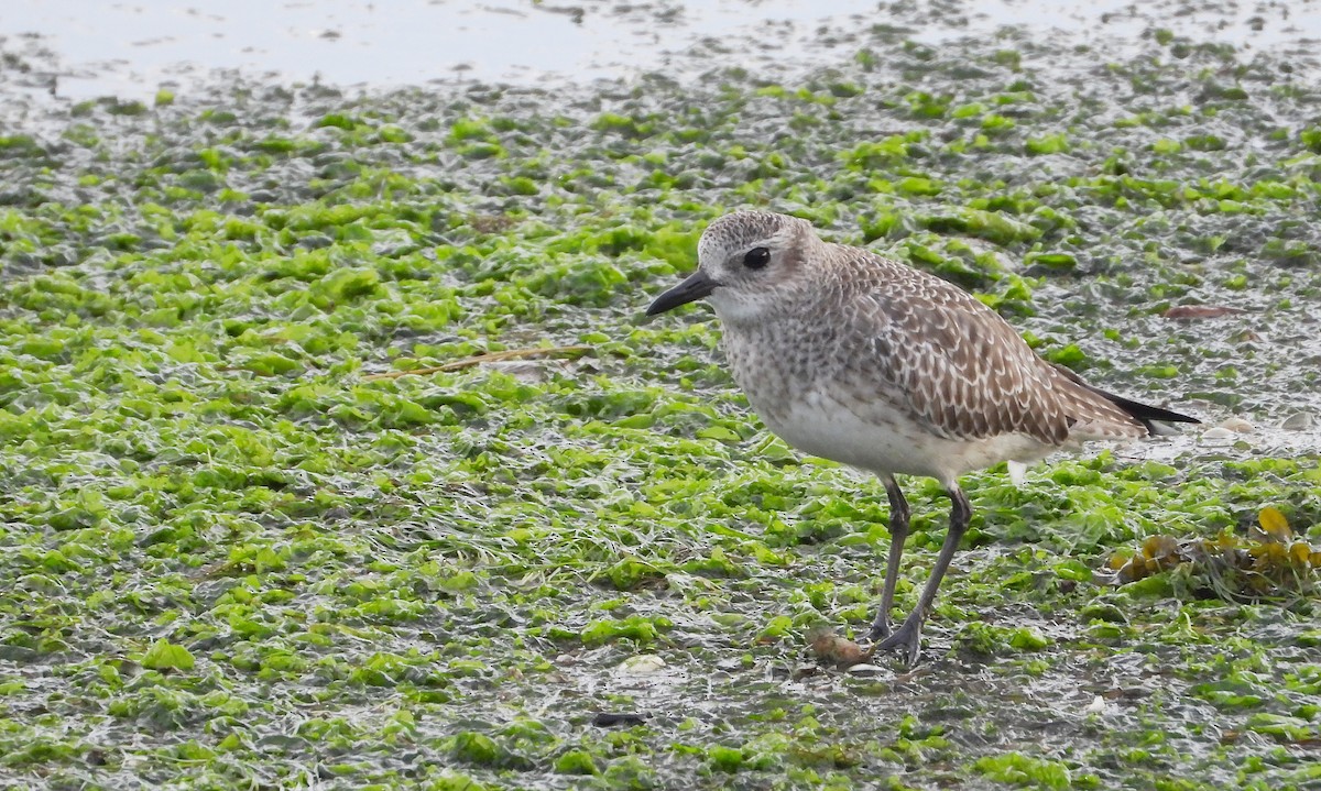 Буурал сүвээ цагаан - ML646584146