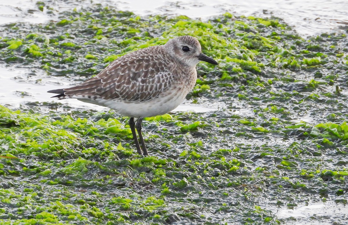 Буурал сүвээ цагаан - ML646584147