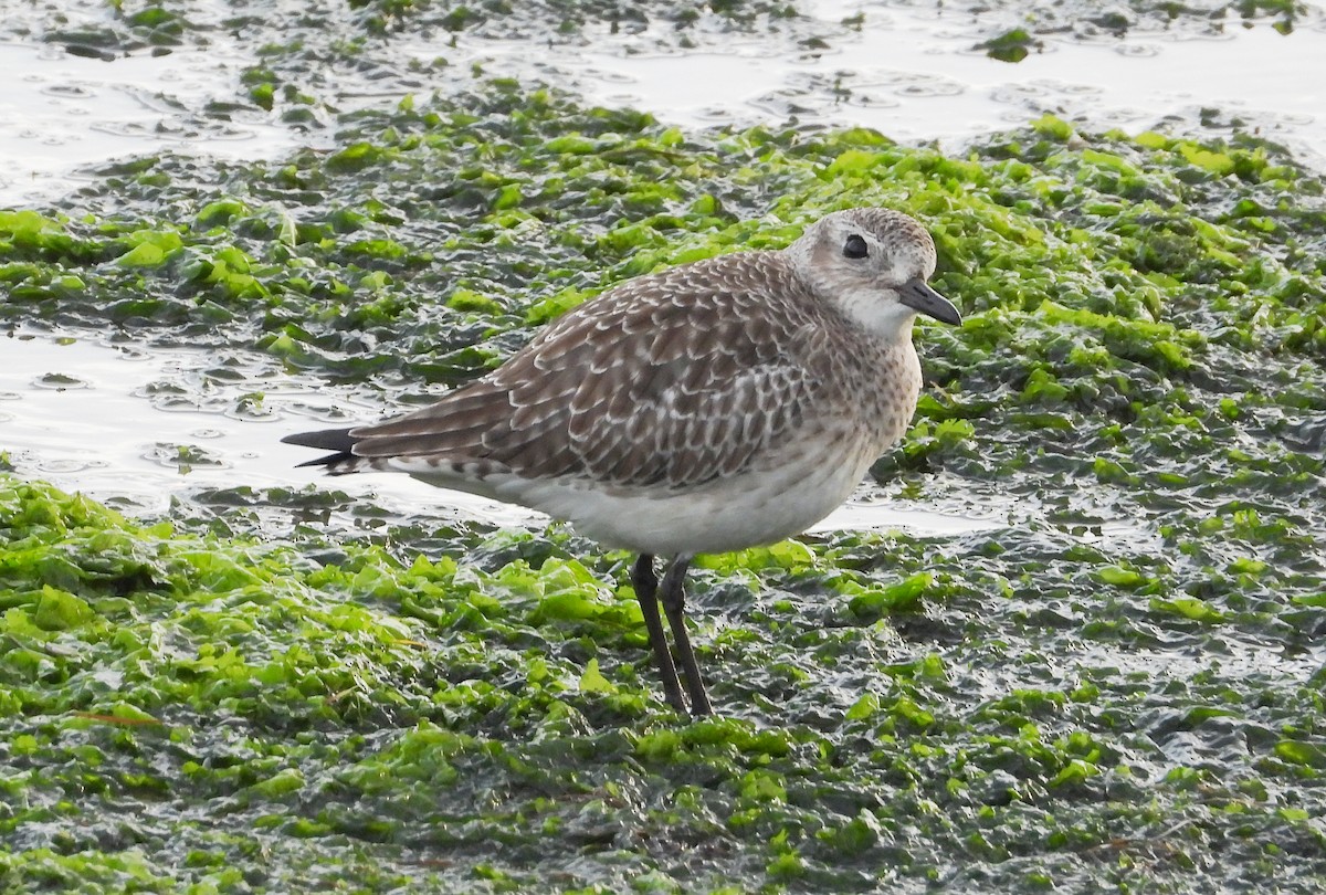 Буурал сүвээ цагаан - ML646584148