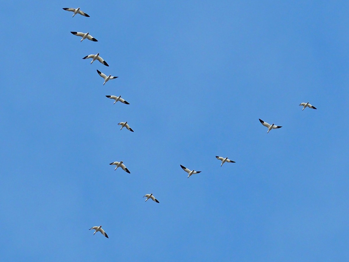 Цасны галуу - ML646584151