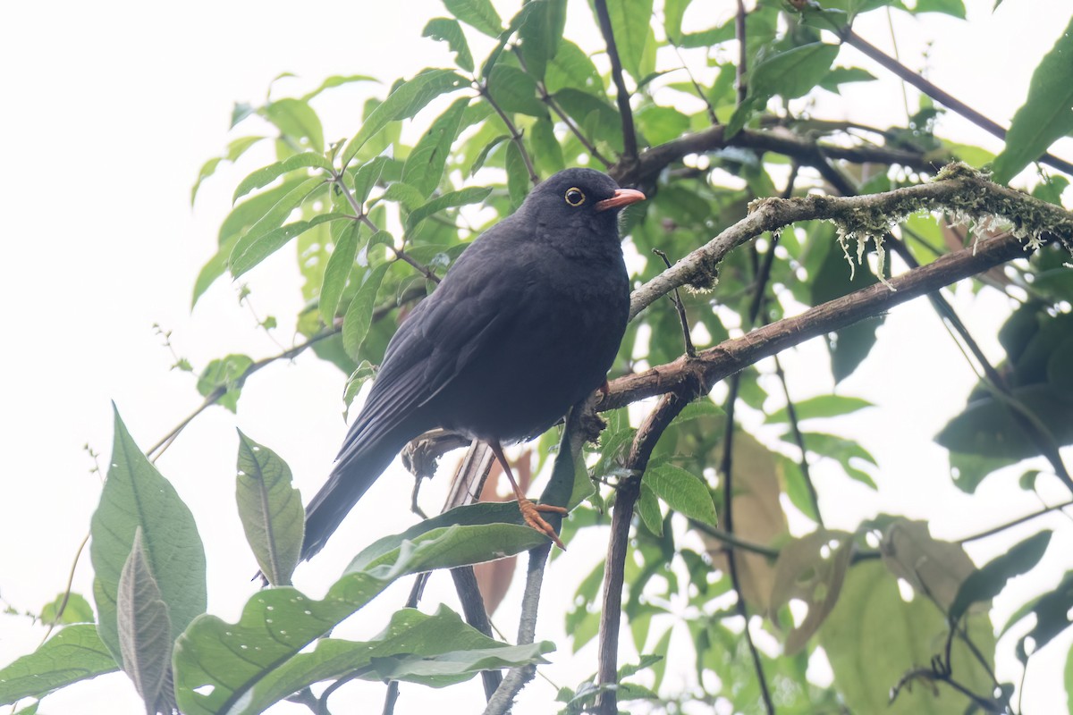 Great Thrush - ML646584159