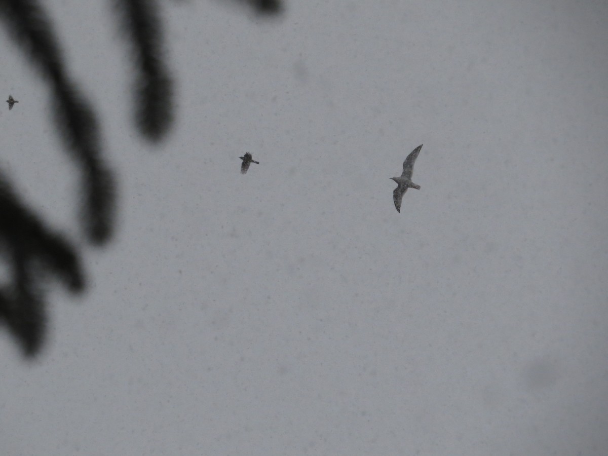 Ring-billed Gull - ML646584162