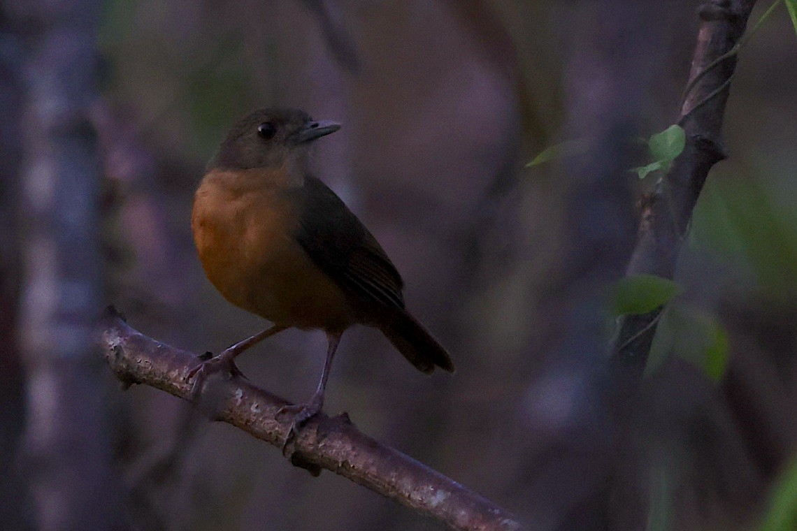 Sulawesi Babbler - ML646584163