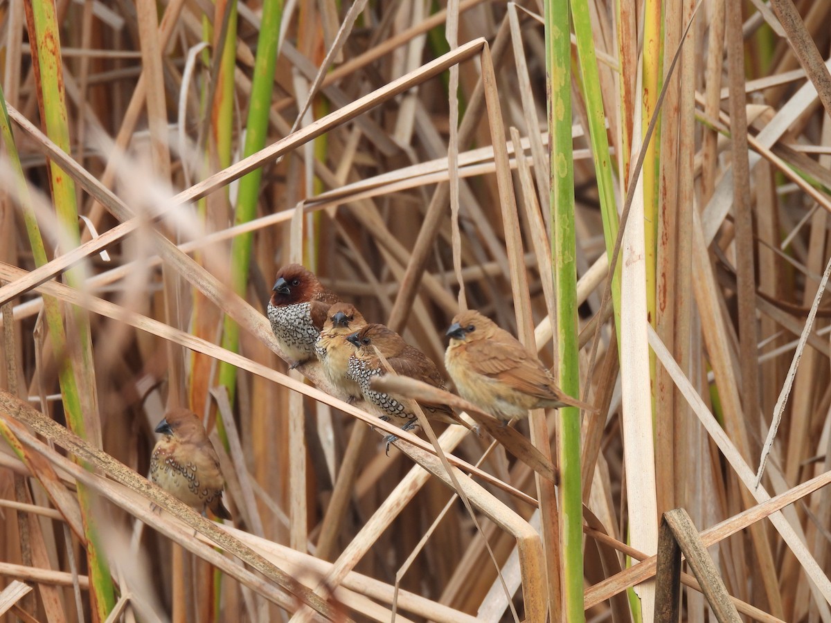 Muskatbronzemännchen - ML646584165