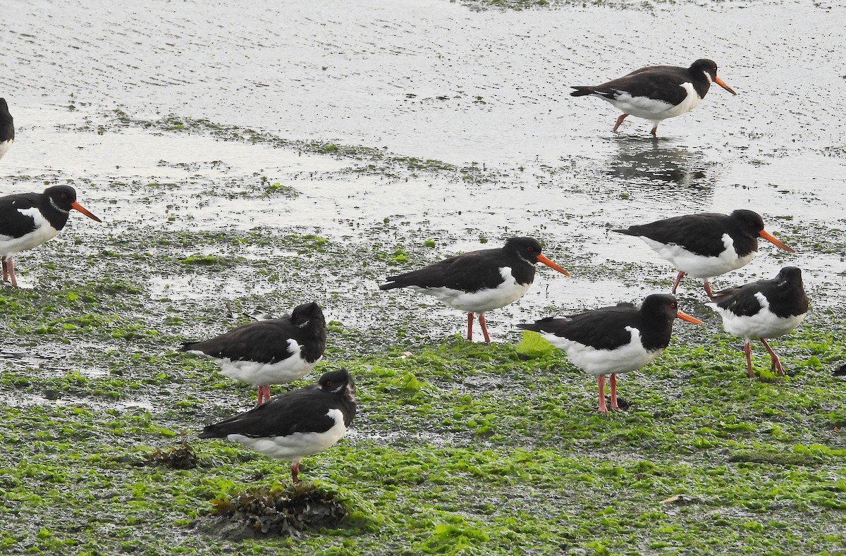 Austernfischer - ML646584166