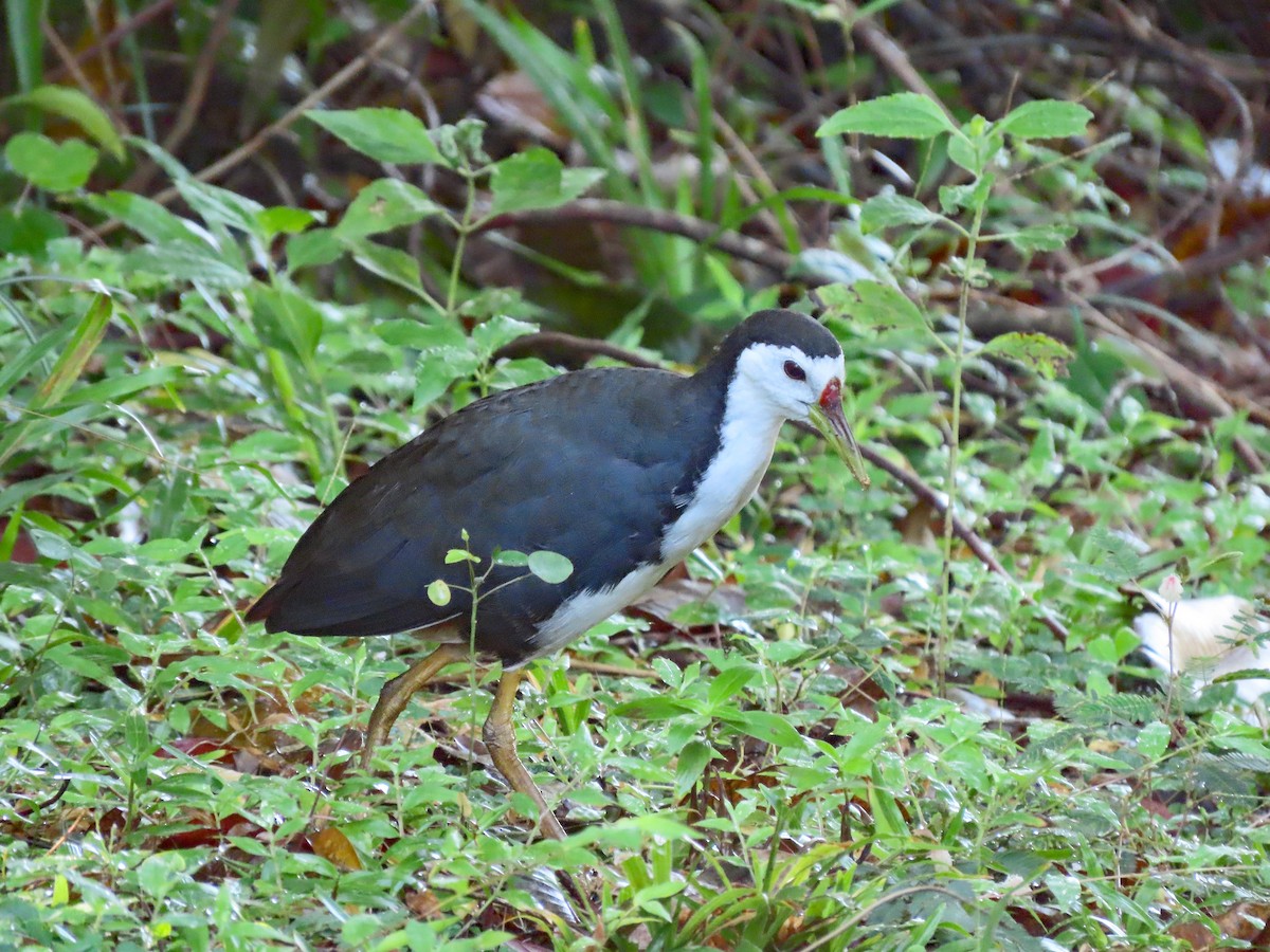 Weißbrust-Kielralle - ML646584167