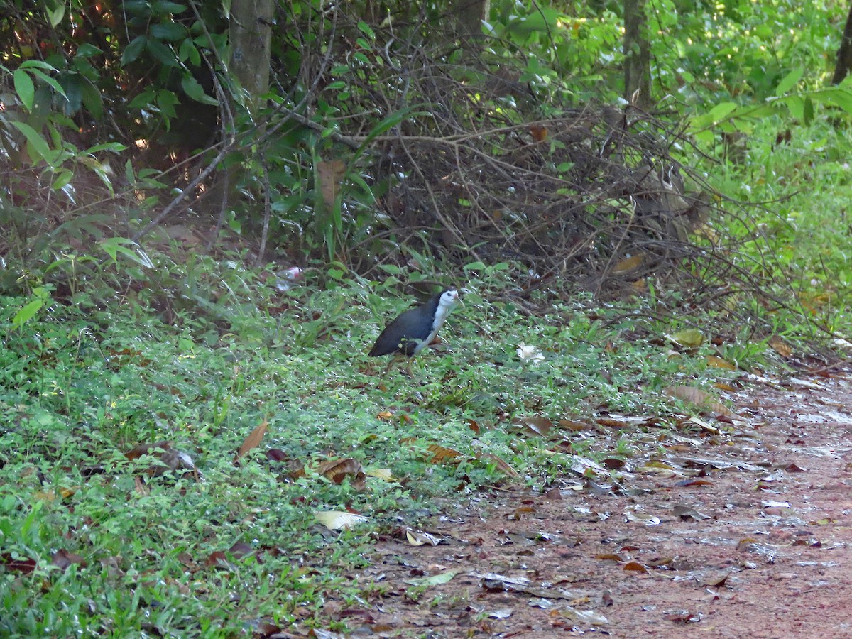 Weißbrust-Kielralle - ML646584168