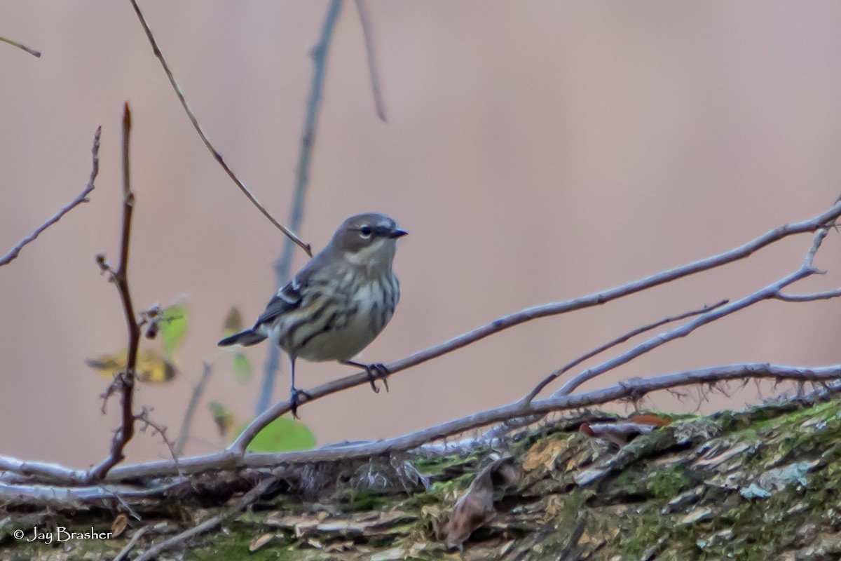 Kronenwaldsänger (coronata) - ML646584169