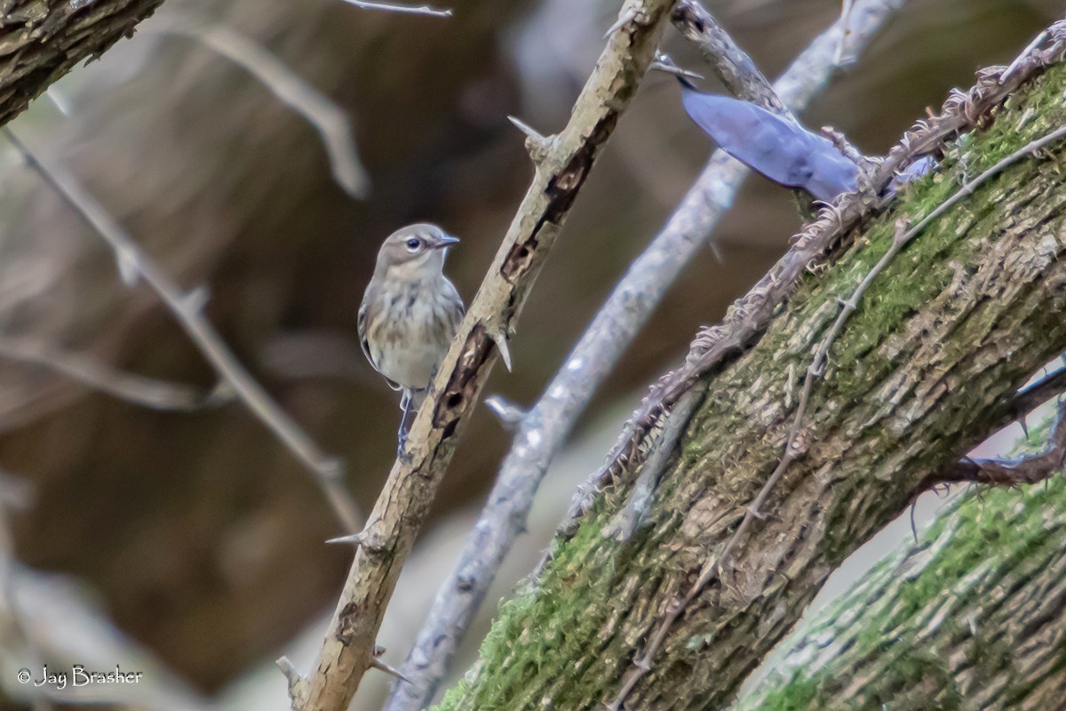 Kronenwaldsänger (coronata) - ML646584170