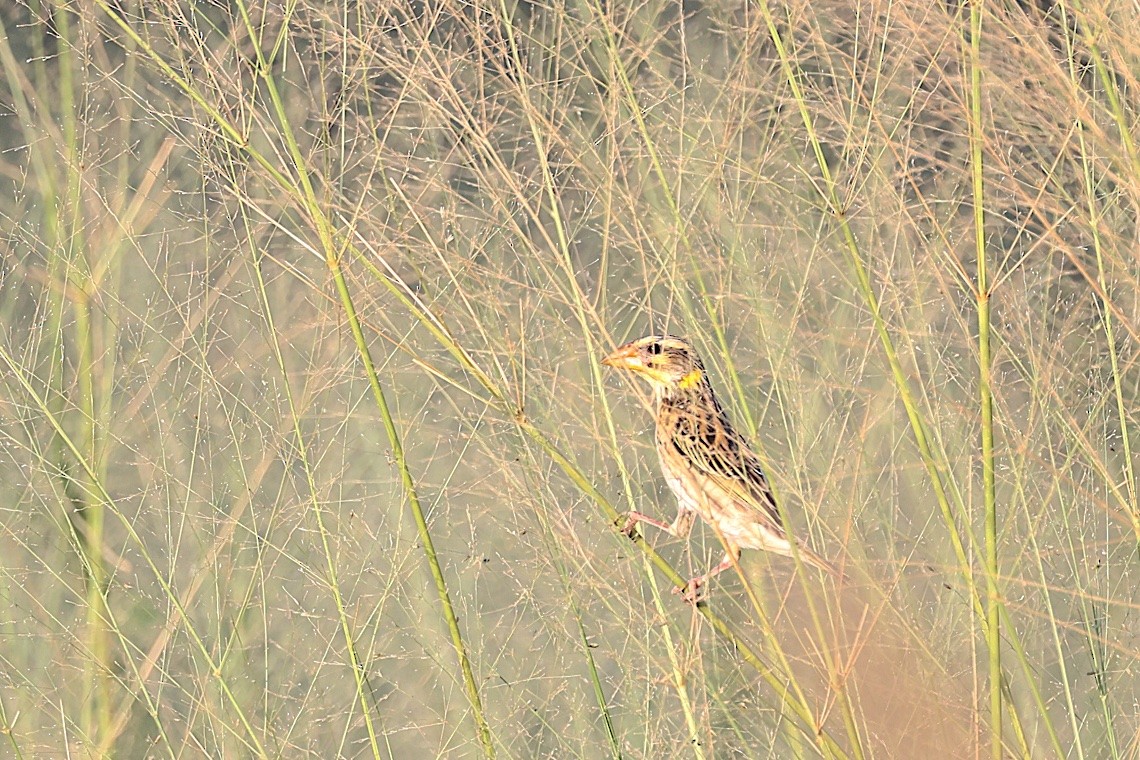 Manyarweber - ML646584171