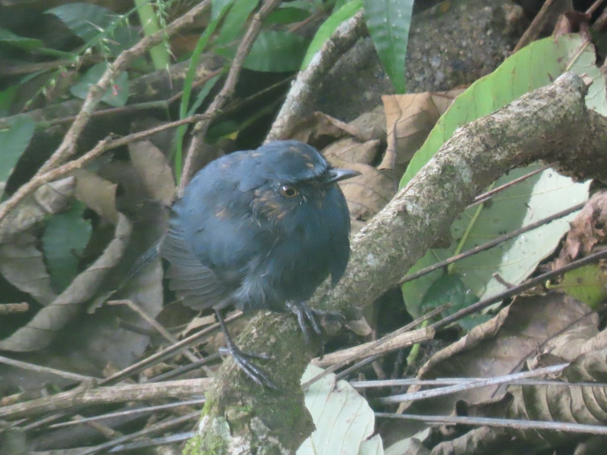 Weißbauchschmätzer - ML646584172