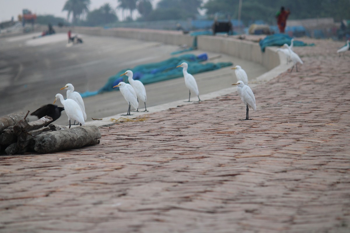 Koromandelkuhreiher - ML646584173