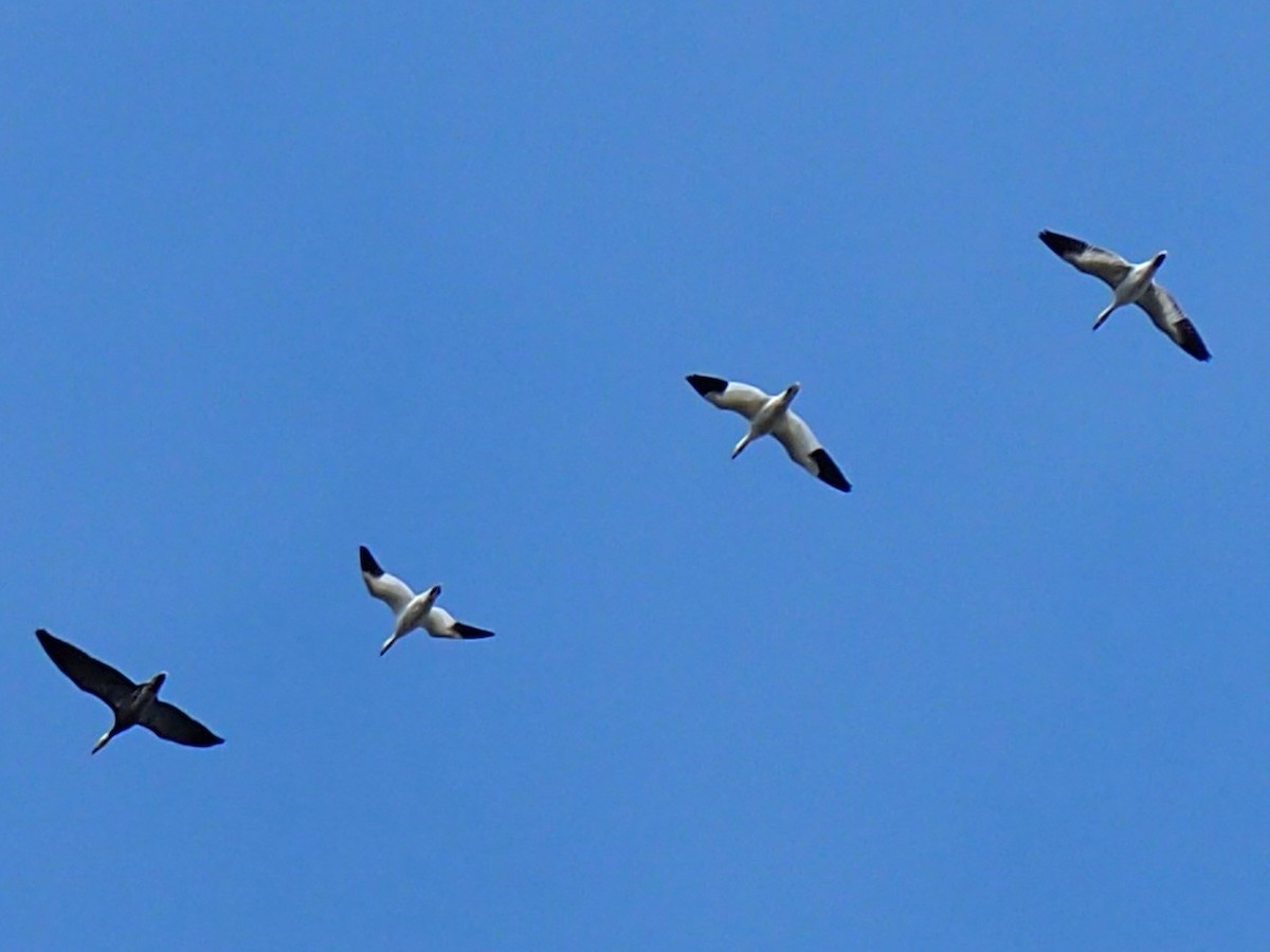 Zwergschneegans - ML646584174