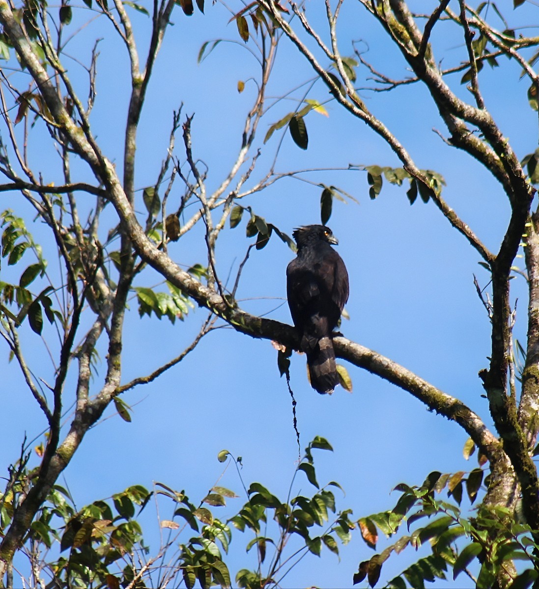 Tyrannenadler - ML646584175