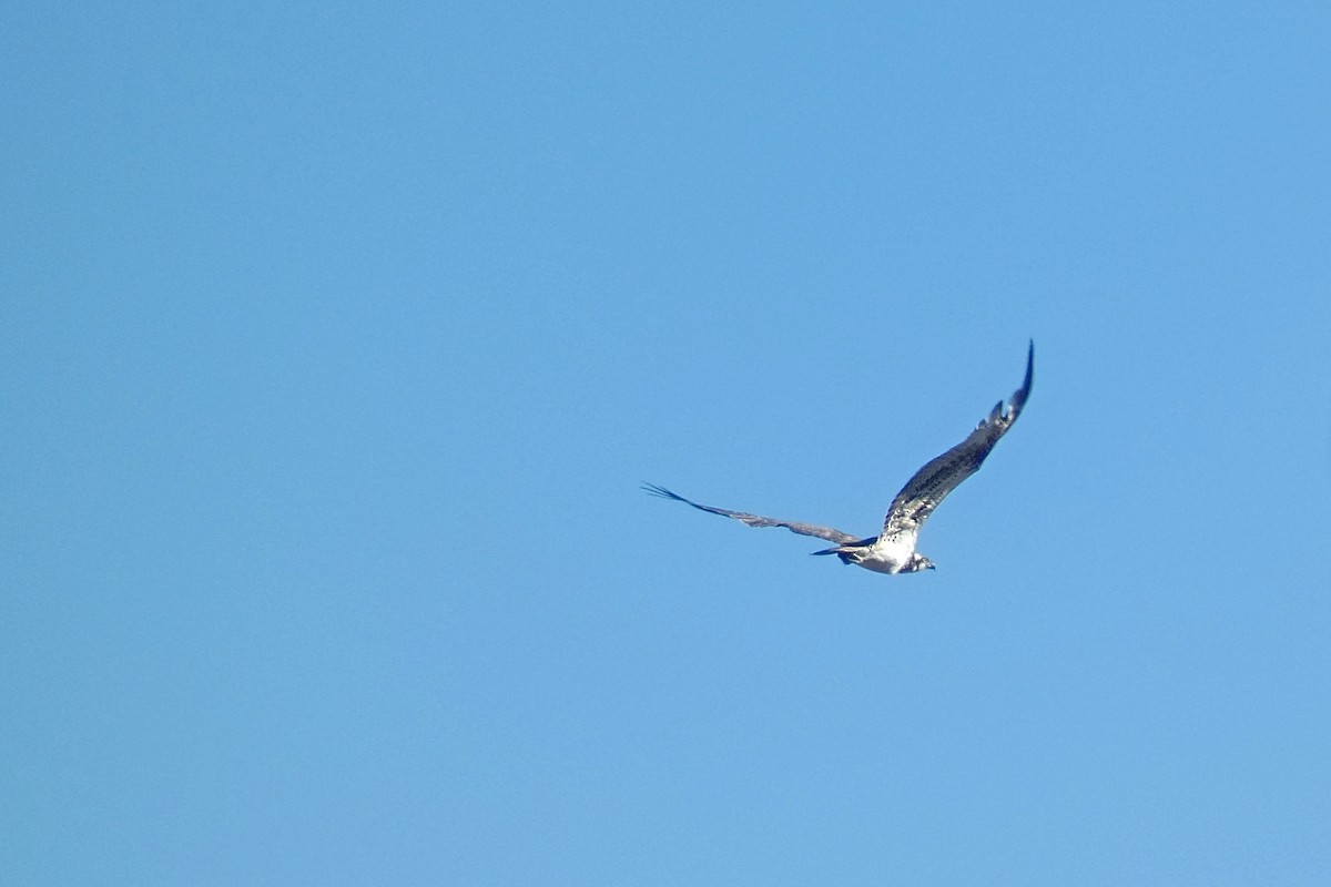 Fischadler - ML646584176