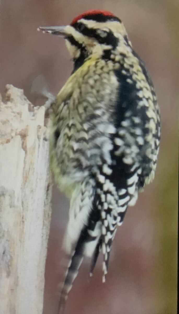 シルスイキツツキ - ML646584179