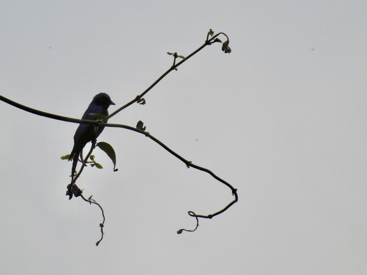 Bronzedrongo - ML646584180