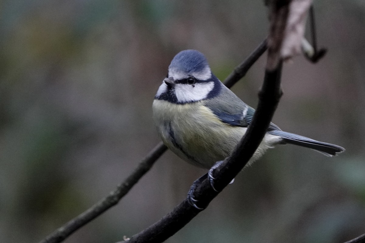 Blaumeise - ML646584181