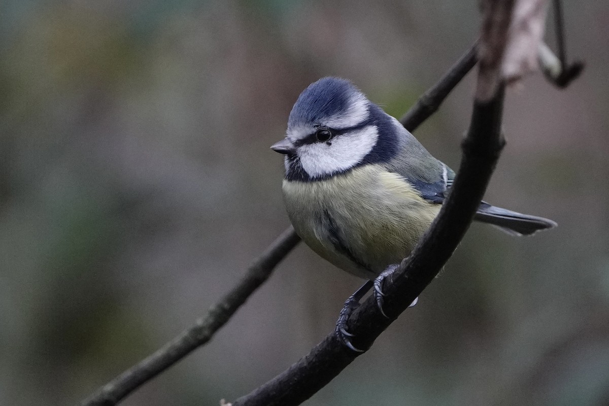 Blaumeise - ML646584182