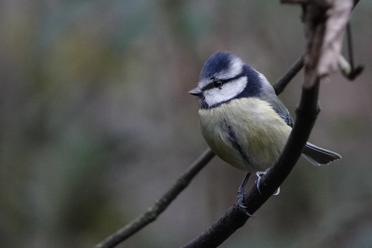 Blaumeise - ML646584183