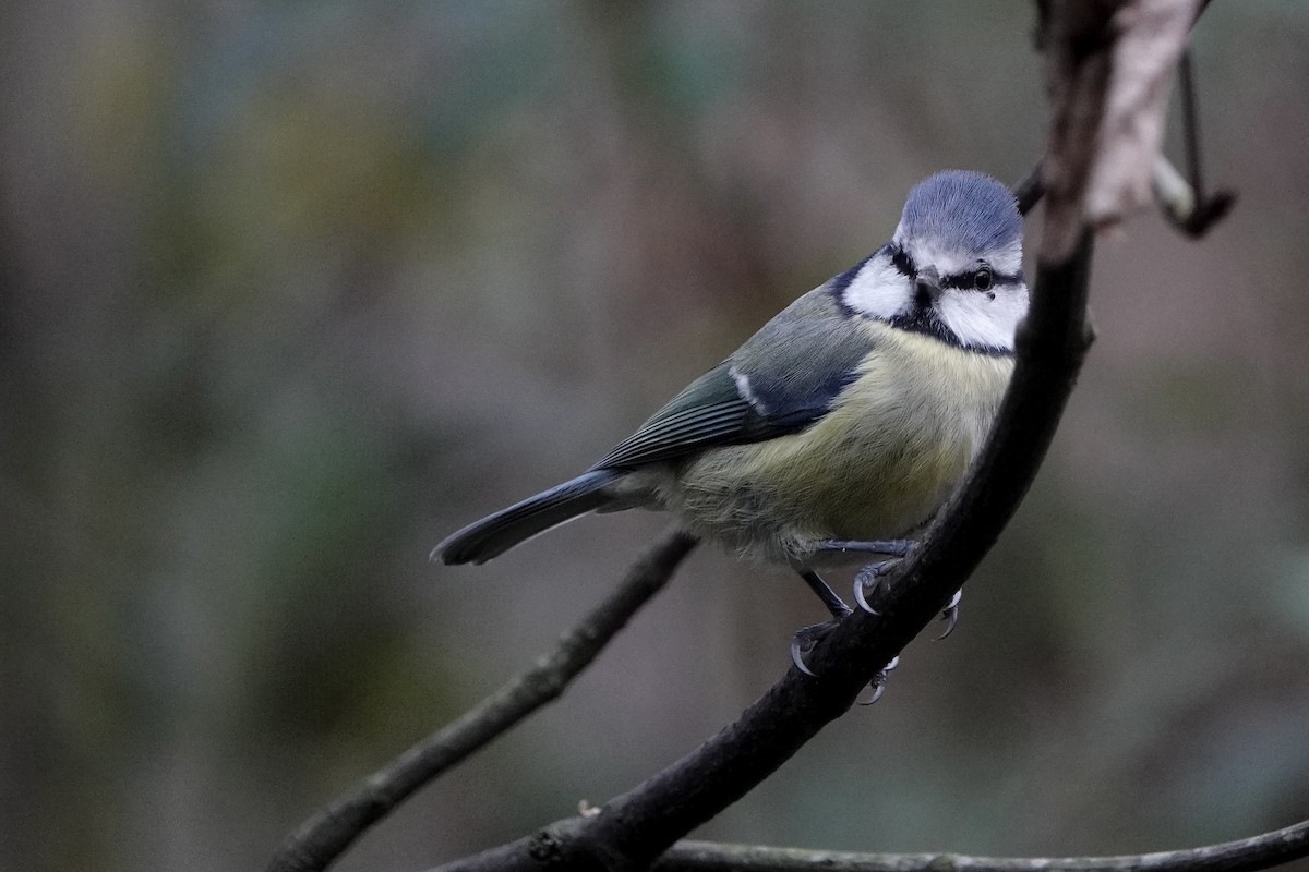 Blaumeise - ML646584184