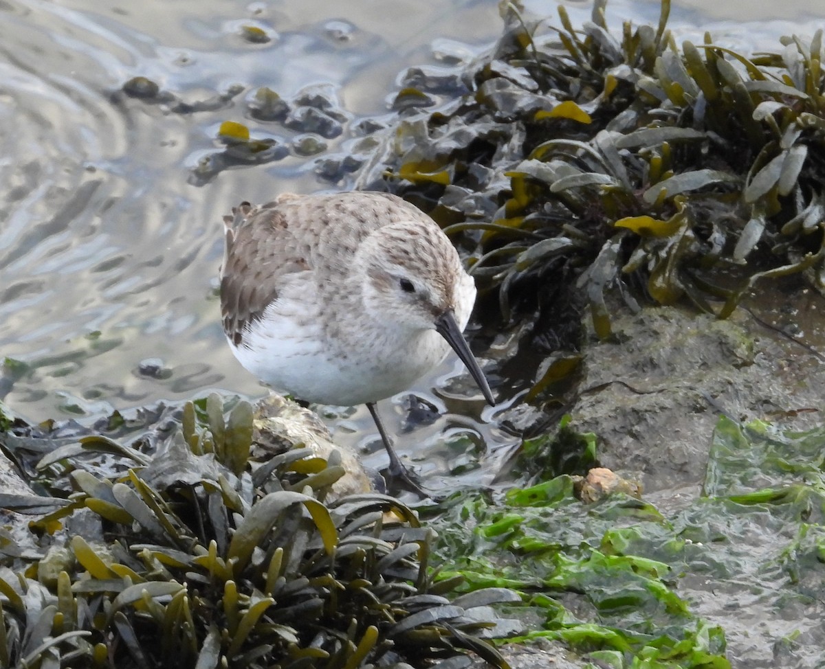 Alpenstrandläufer - ML646584185