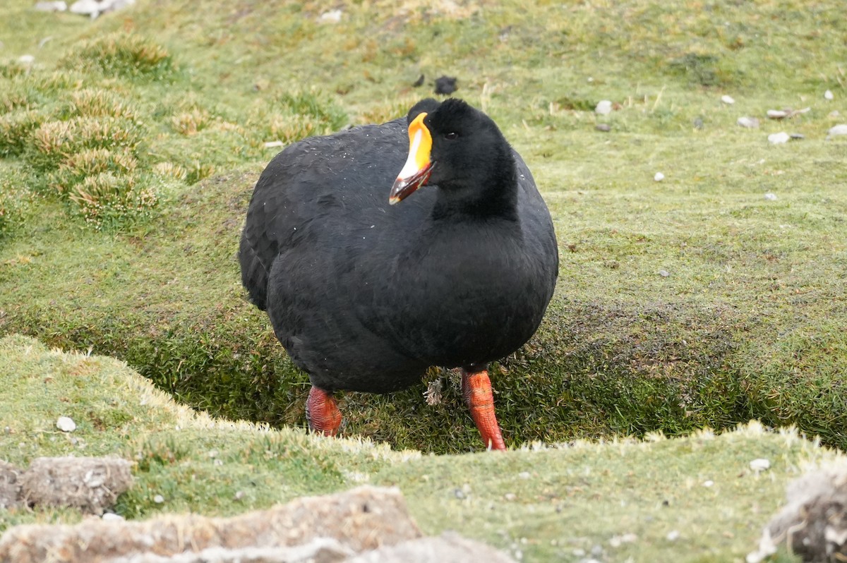 Riesenblässhuhn - ML646584186