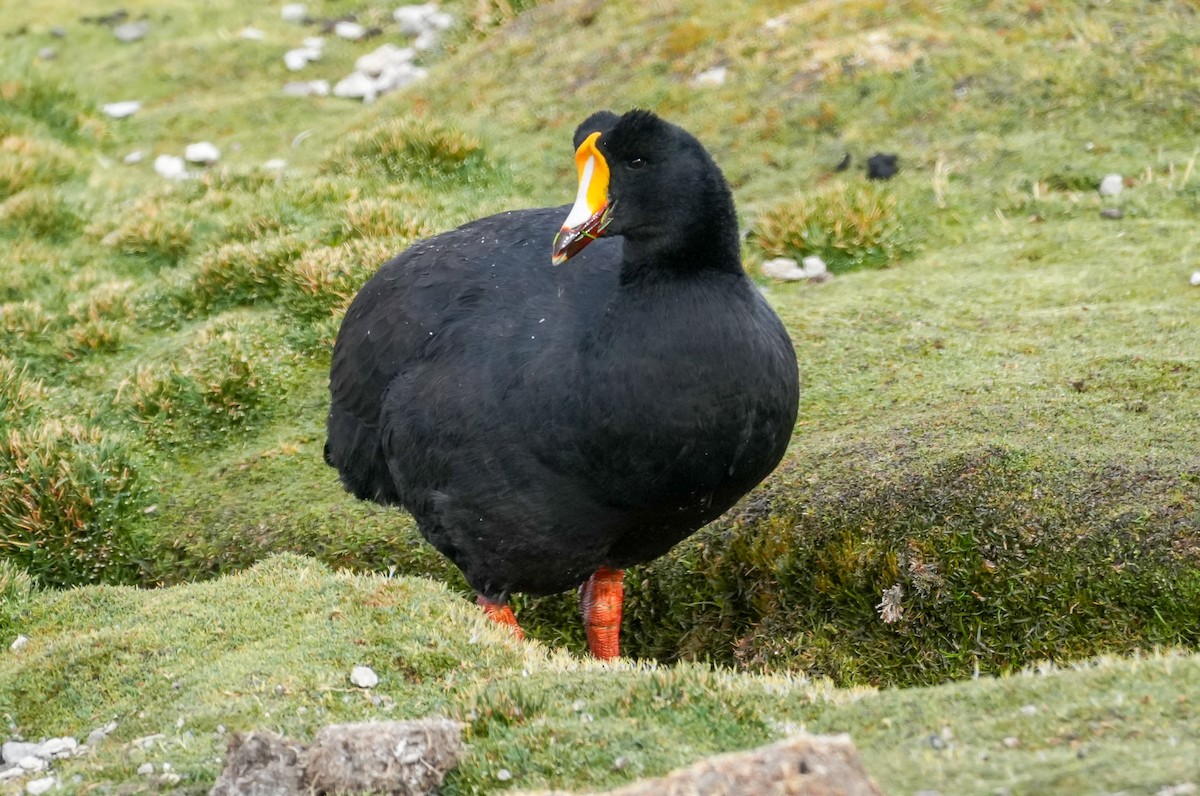 Riesenblässhuhn - ML646584187