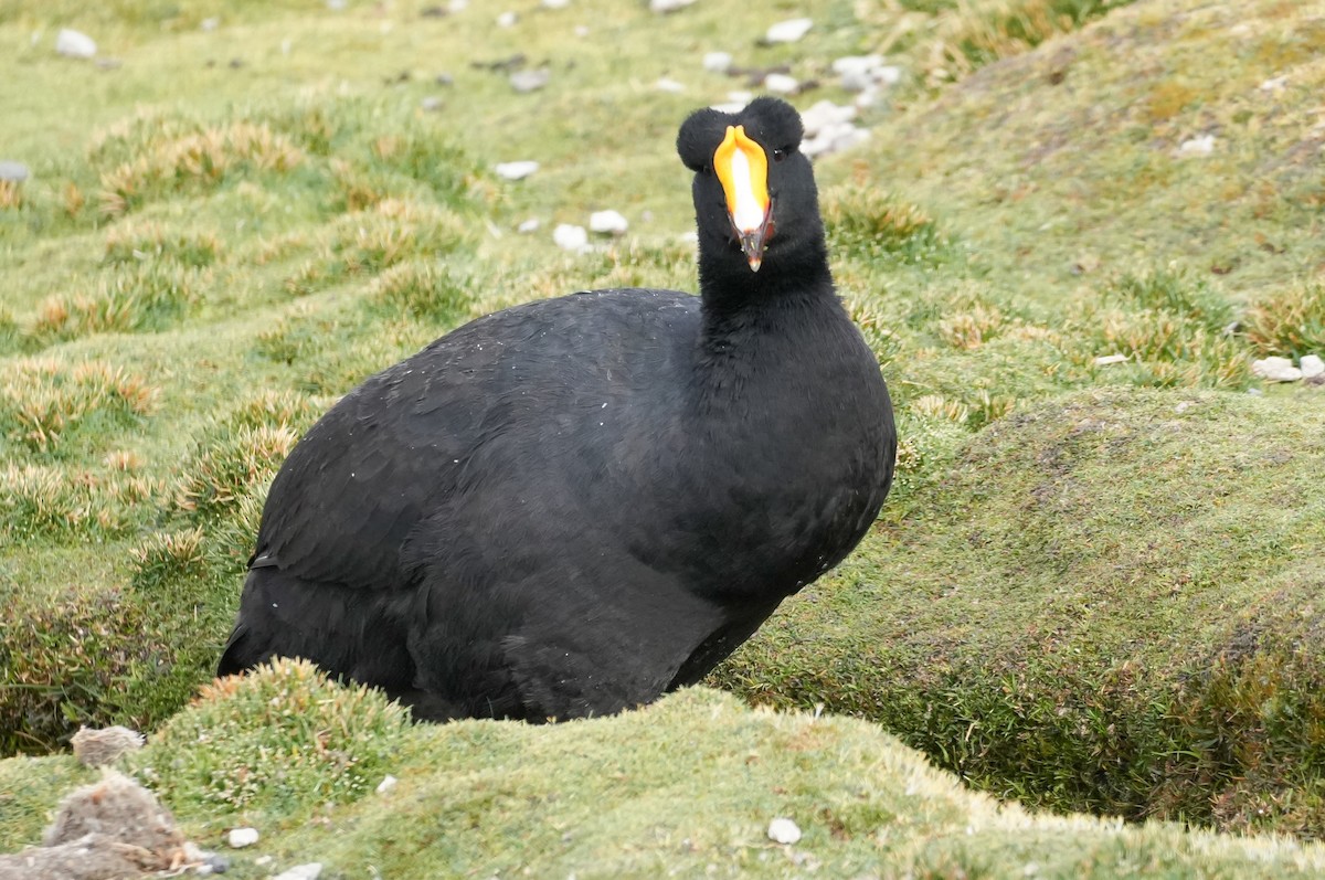 Riesenblässhuhn - ML646584188