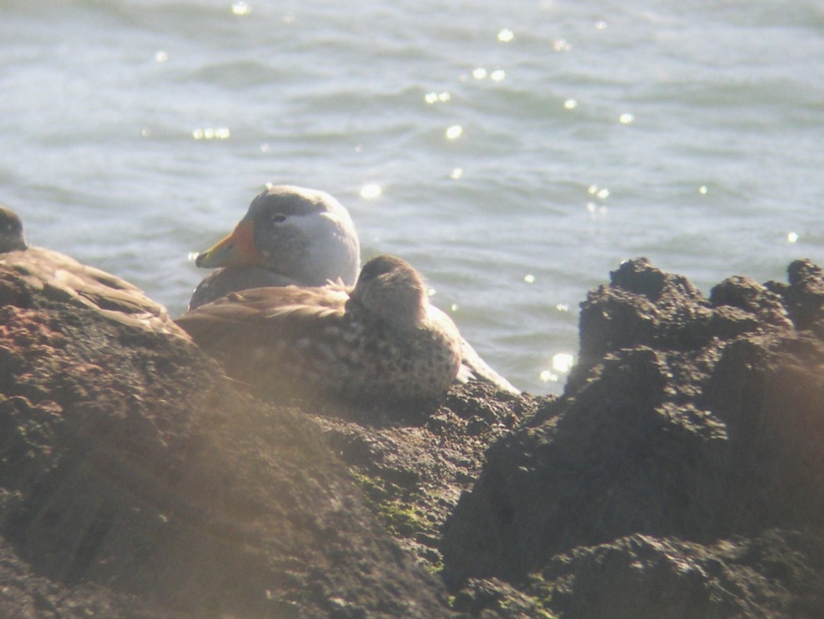 Weißkopf-Dampfschiffente - ML646584191