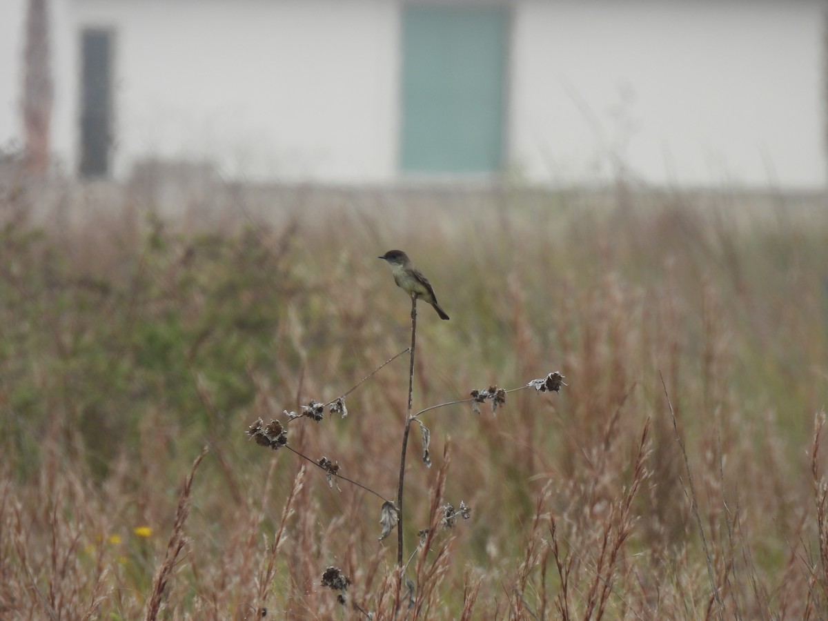 Weißbauch-Phoebetyrann - ML646584192