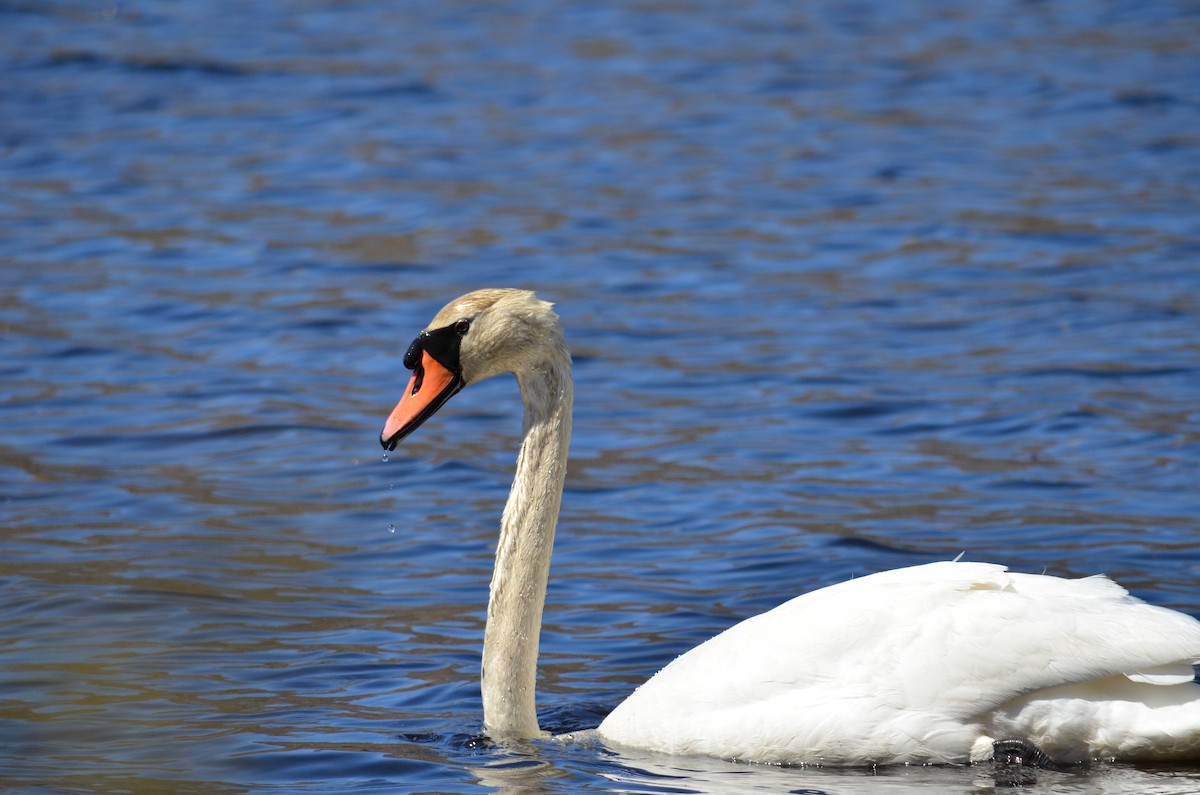 Höckerschwan - ML646584193