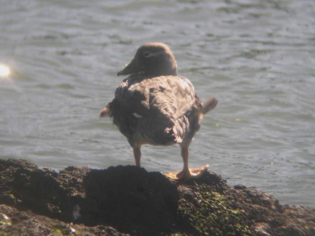 Weißkopf-Dampfschiffente - ML646584194