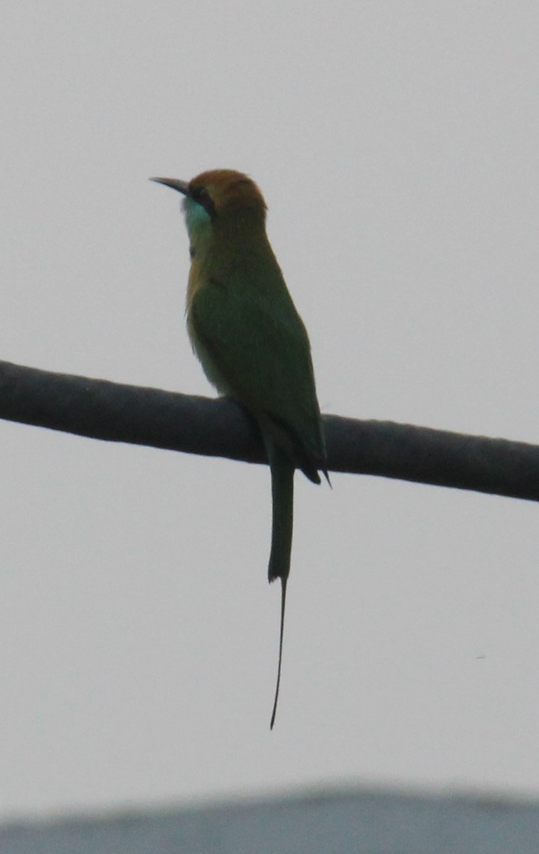 Bronzescheitel-Smaragdspint - ML646584195