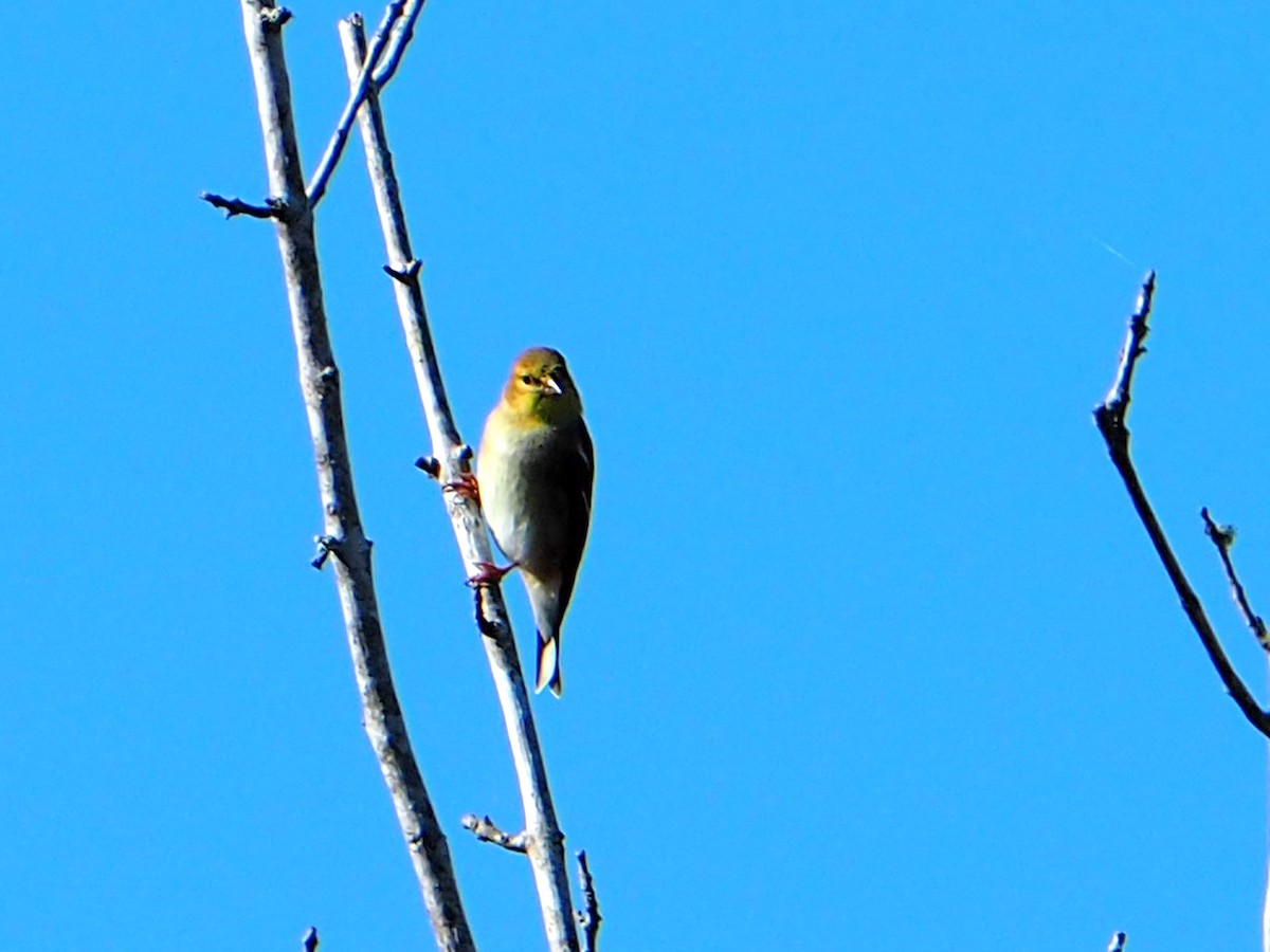 Goldzeisig - ML646584196