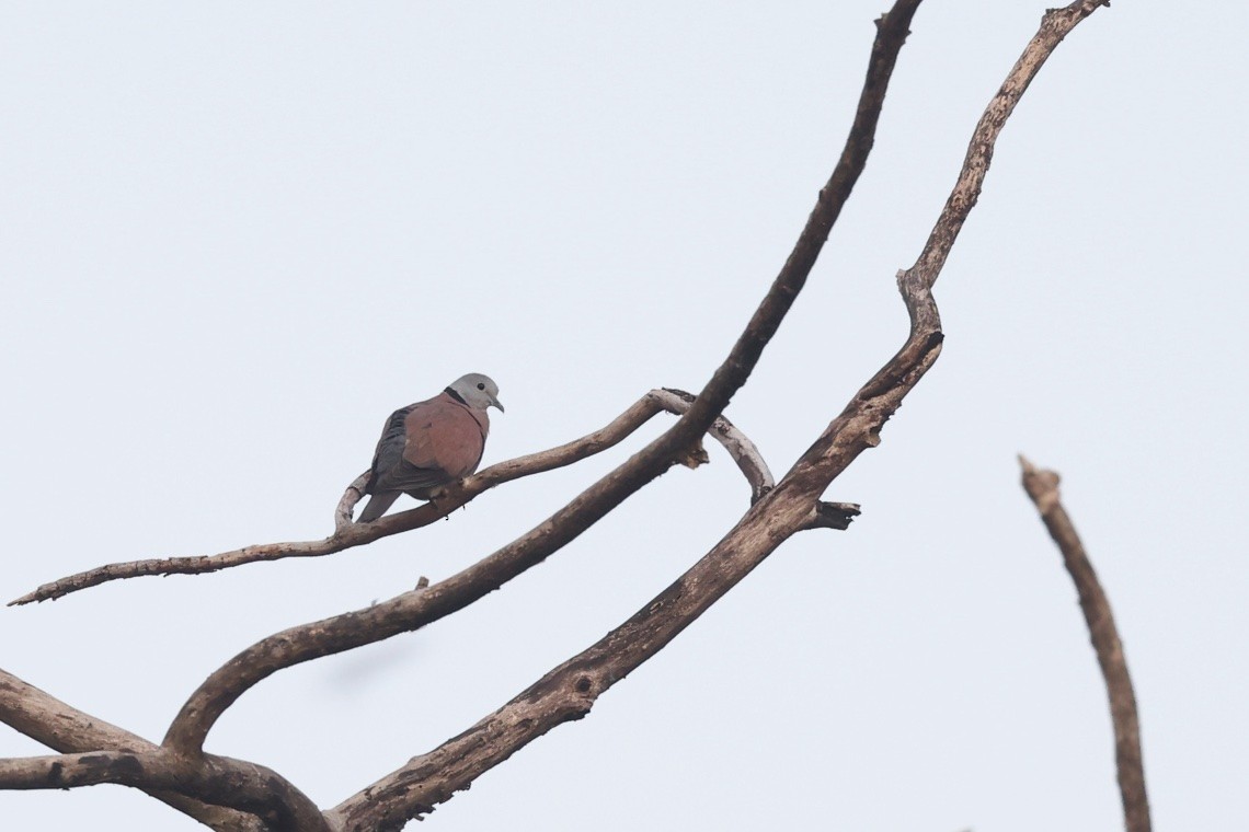 Halsringtaube - ML646584197