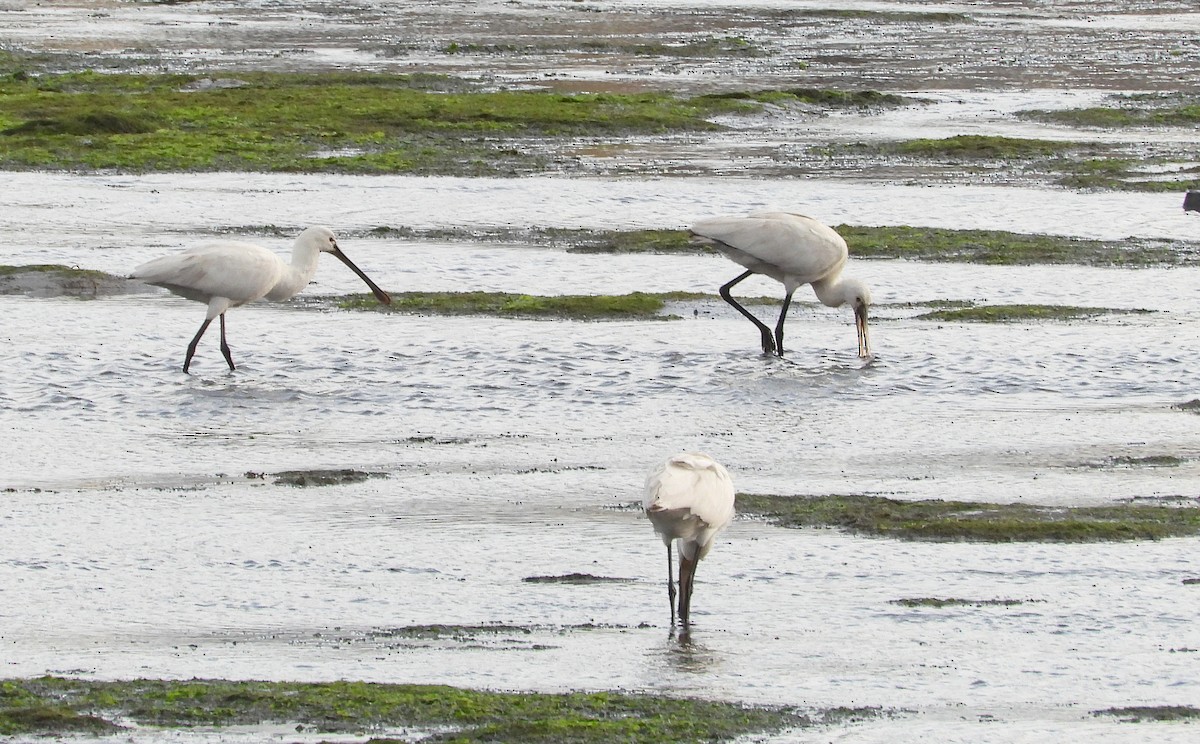 Халбаган хошуут - ML646584199