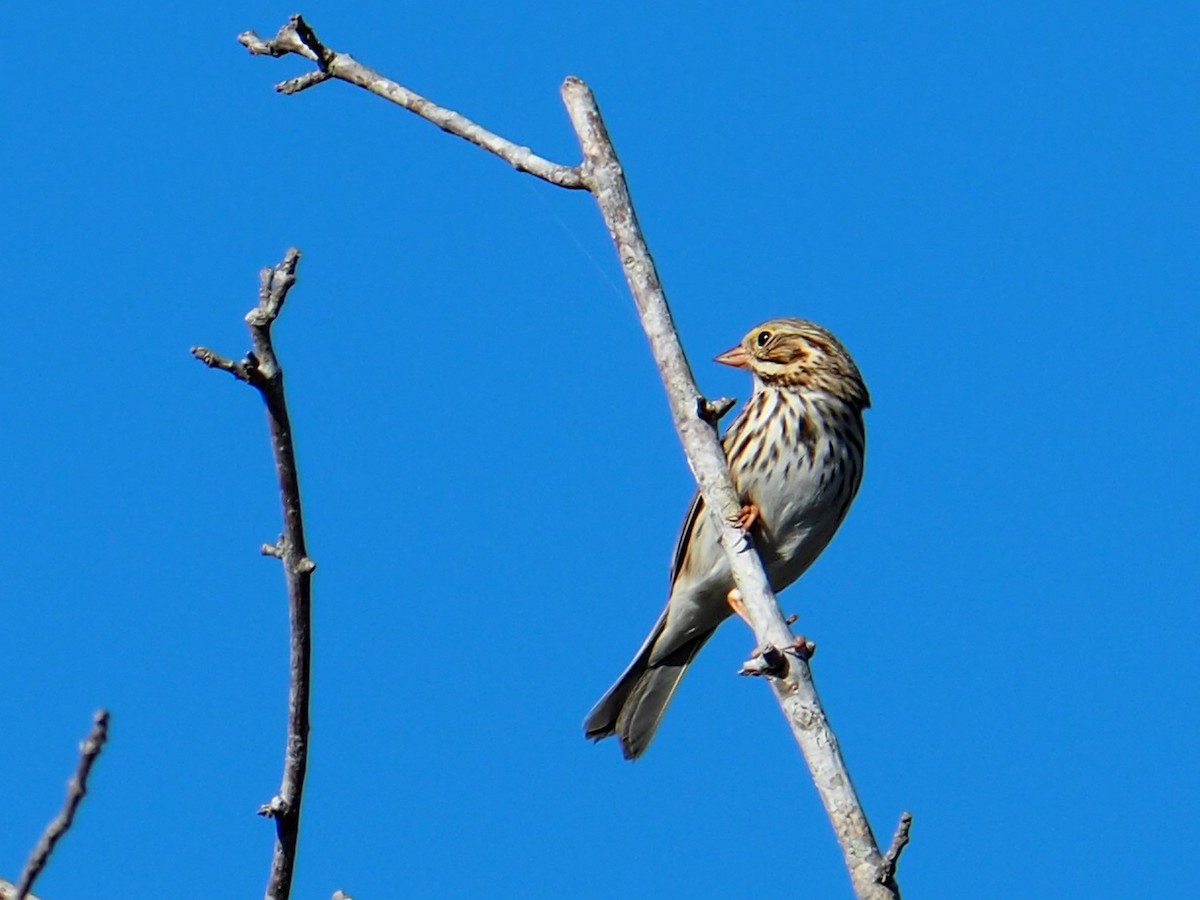 Grasammer - ML646584203