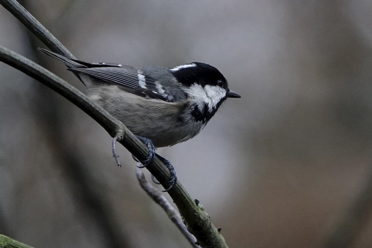 Coal Tit - ML646584205