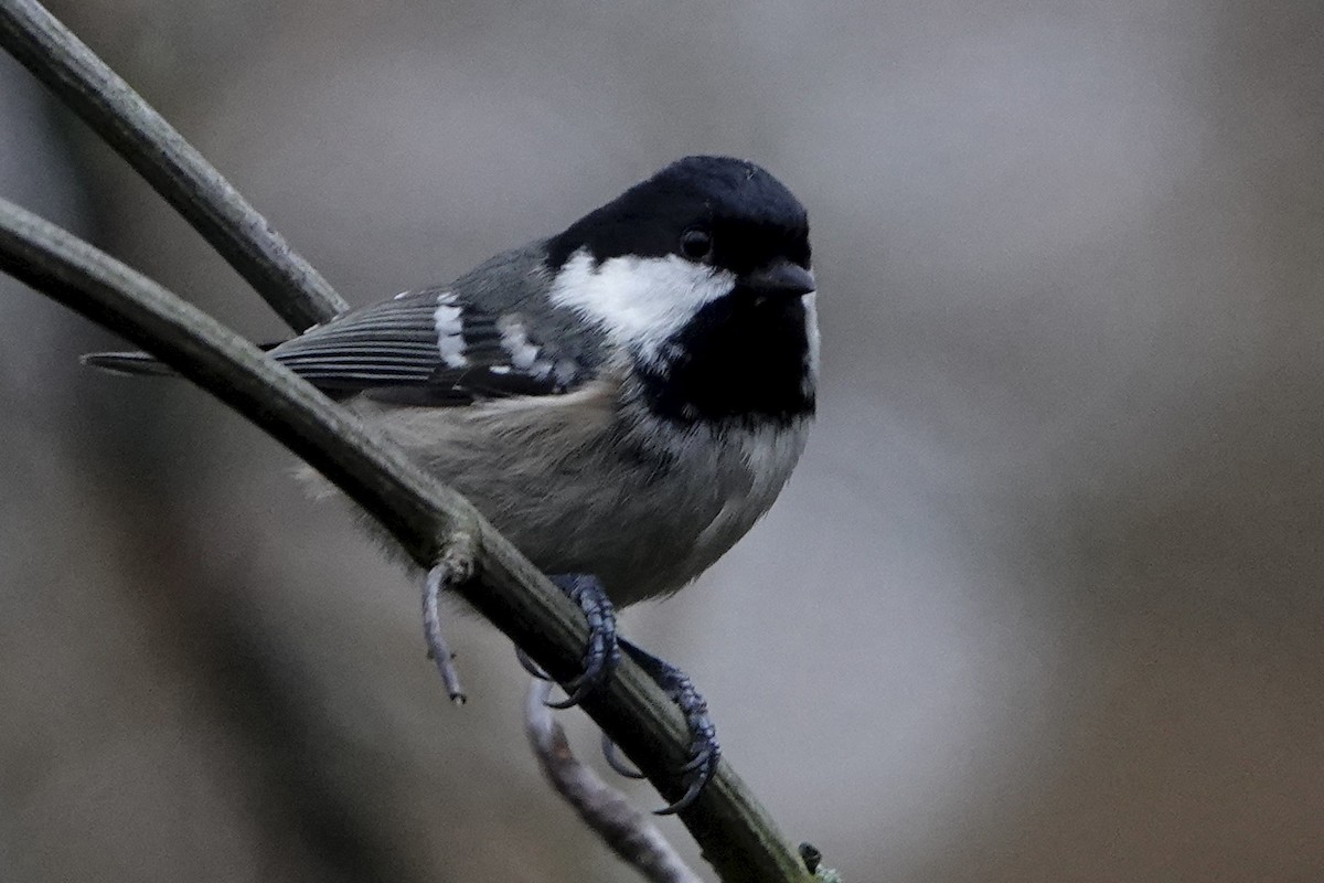 Coal Tit - ML646584206