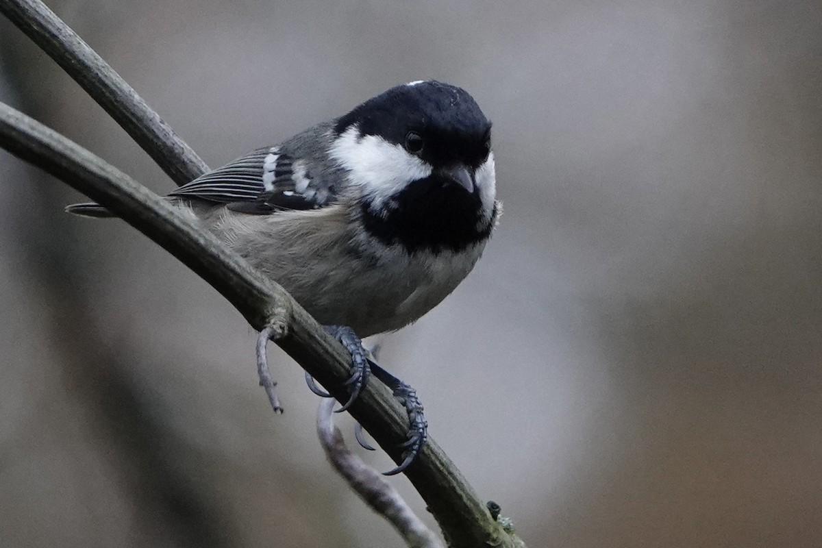 Coal Tit - ML646584207