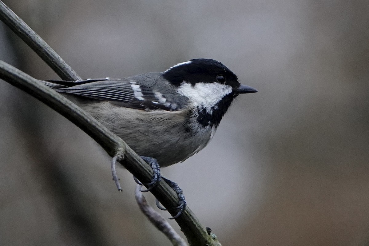Coal Tit - ML646584208