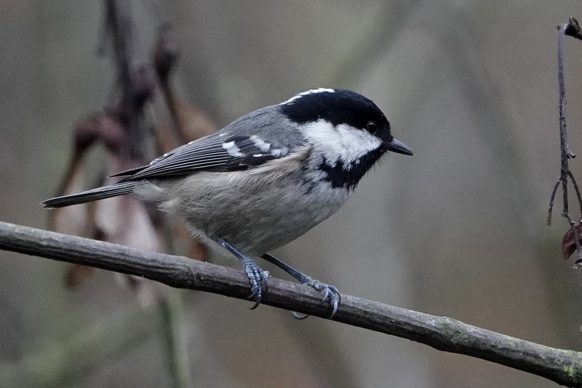 Coal Tit - ML646584209