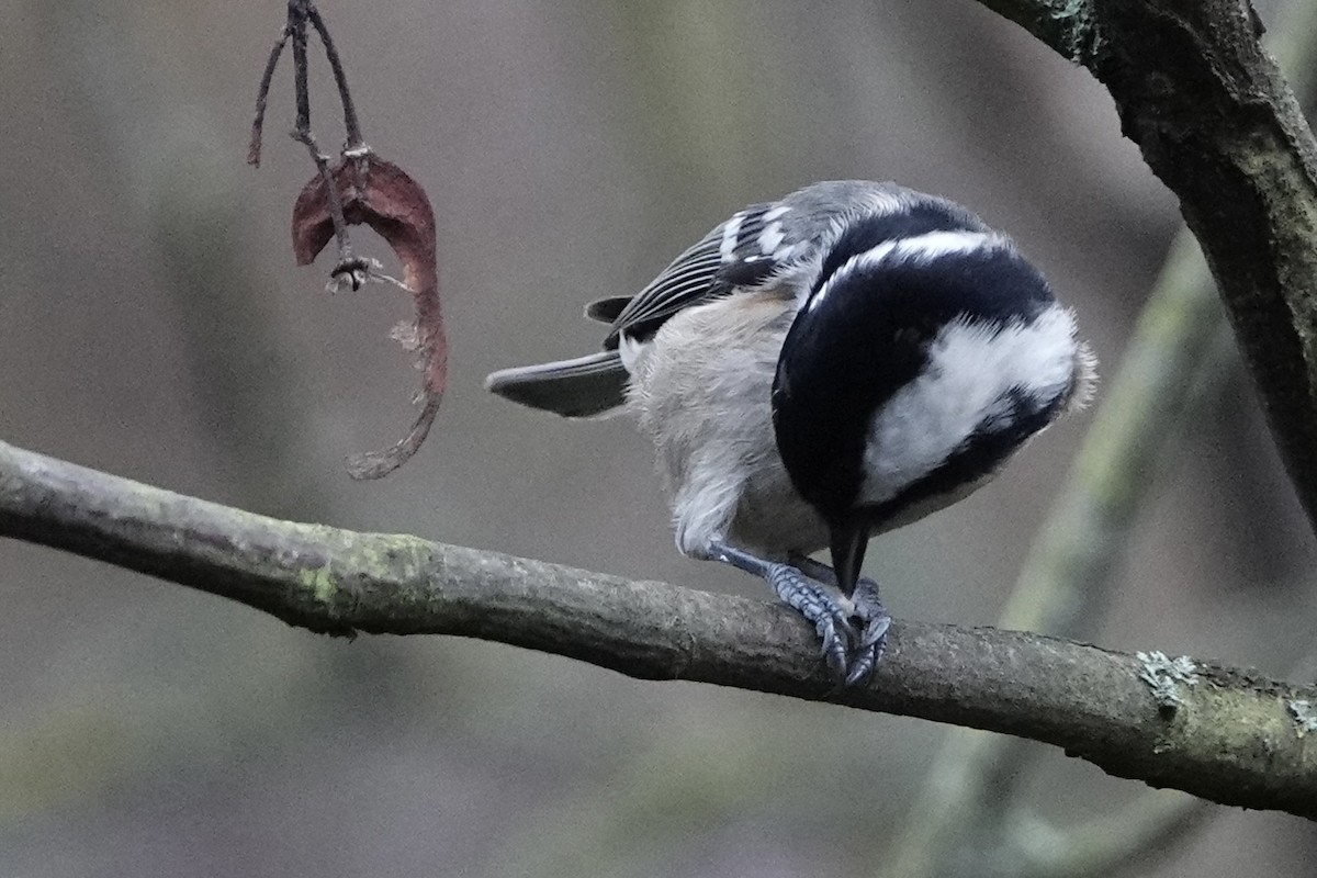 Coal Tit - ML646584210