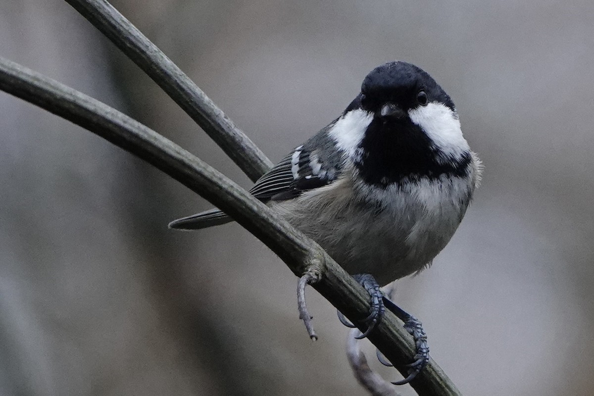 Coal Tit - ML646584211